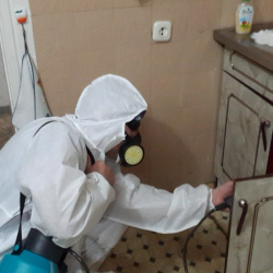 Дезинфекция от муравьев в квартире в Агалатово